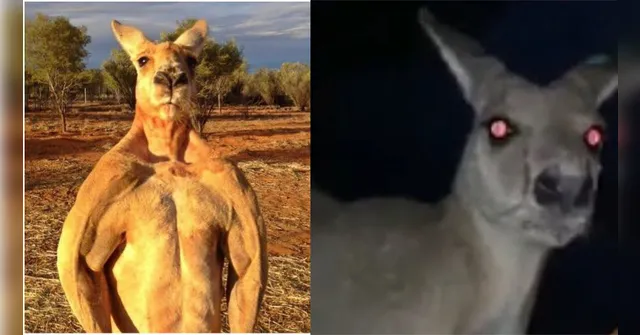 Imagem ilustrativa da notícia Canguru enfurecido criado como pet mata homem dentro de casa