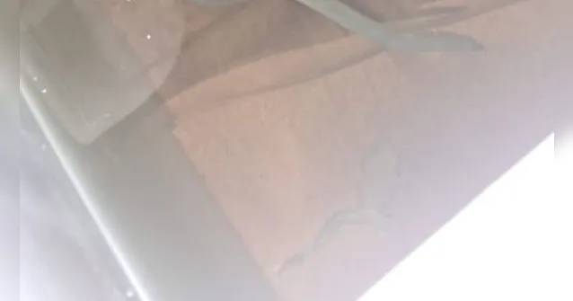 Imagem ilustrativa da notícia Sapo morto é encontrado dentro de bebedouro da UFPA em Belém