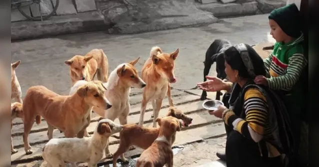 Imagem ilustrativa da notícia Petiscos contaminados podem ter matado cães em nove Estados