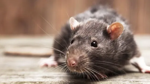 Imagem ilustrativa da notícia Idosa alimenta ratos que invadiram sua casa e gera confusão