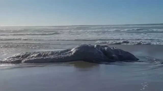 Imagem ilustrativa da notícia ‘Monstro Marinho’ gigante é encontrado em Praia no EUA