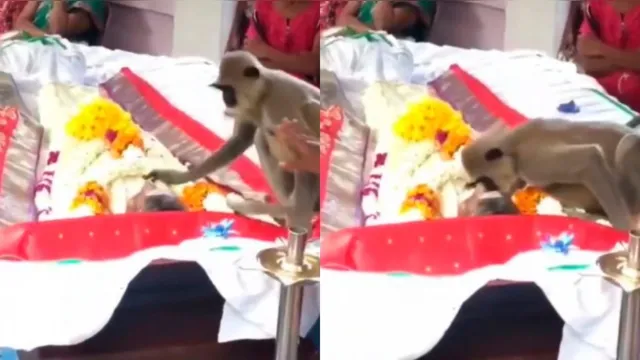 Imagem ilustrativa da notícia Vídeo: macaco se despede de amigo humano em velório