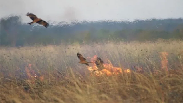 Imagem ilustrativa da notícia Aves da Austrália causam incêndios florestais para caçar 