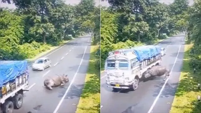 Imagem ilustrativa da notícia Rinoceronte bate em caminhão, gira, mas o melhor acontece
