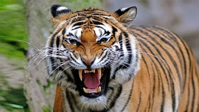 Imagem ilustrativa da notícia Ameaça: tigre que matou 13 pessoas é capturado na Índia