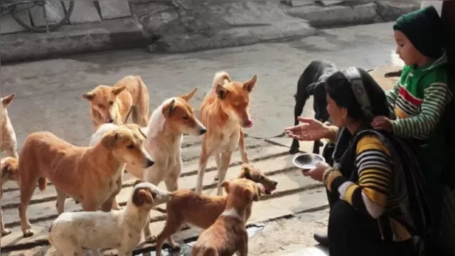 Imagem ilustrativa da notícia Petiscos contaminados podem ter matado cães em nove Estados