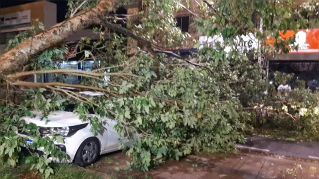 Imagem ilustrativa da notícia Vídeo: árvore cai e atinge dois carros em Belém