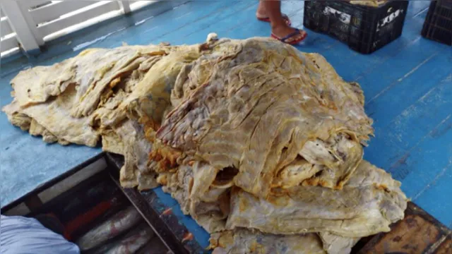 Imagem ilustrativa da notícia PA: barco com 3 toneladas de carne de jacaré é apreendido