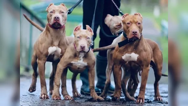 Imagem ilustrativa da notícia Vídeo: pitbulls "estraçalham" cãozinho no interior do Pará