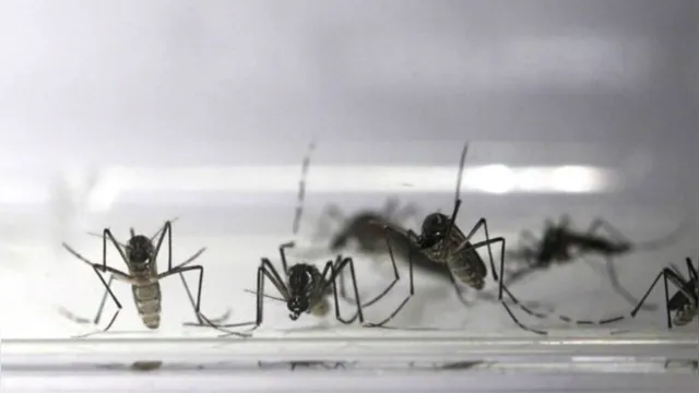 Imagem ilustrativa da notícia Mosquitos modificados reduzem casos de dengue no RJ