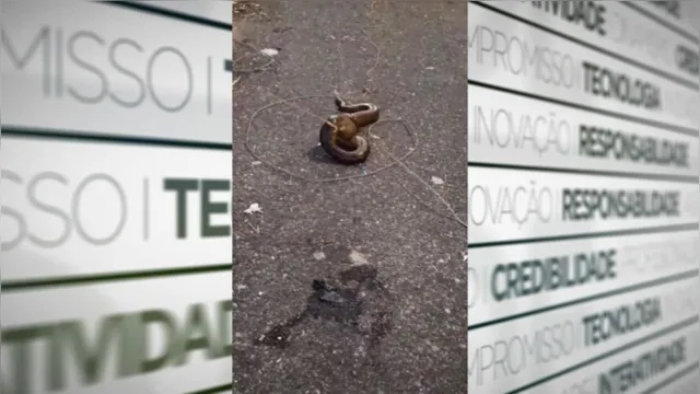 Imagem ilustrativa da notícia Vídeo: moradores capturam cobra de dentro de canal em Belém