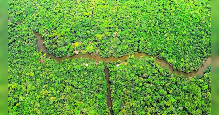Imagem ilustrativa da notícia Pará apresenta ações na COP27 para preservação da Amazônia 