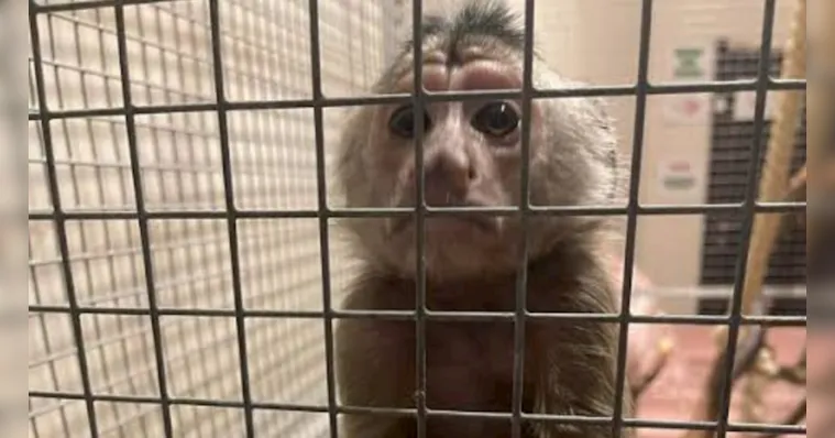 Imagem ilustrativa da notícia Soldados russos comeram animais de zoológico na Ucrânia 