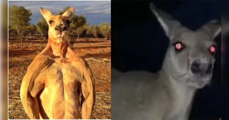 Imagem ilustrativa da notícia Canguru enfurecido criado como pet mata homem dentro de casa