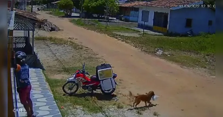 Imagem ilustrativa da notícia Vídeo: cachorro "ladrão" rouba marmita de entregador no Pará
