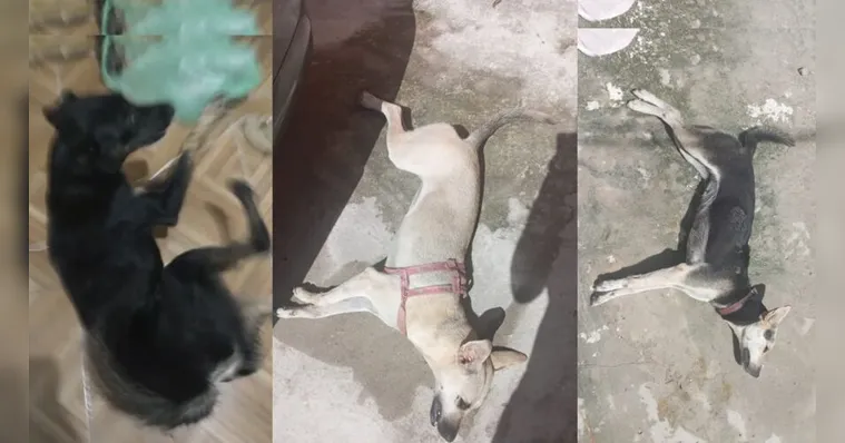 Imagem ilustrativa da notícia Veneno pode ter causado morte de cães e gatos em Ananindeua