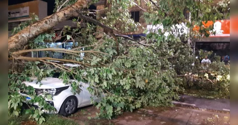 Imagem ilustrativa da notícia Vídeo: árvore cai e atinge dois carros em Belém