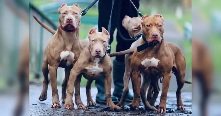 Imagem ilustrativa da notícia Vídeo: pitbulls "estraçalham" cãozinho no interior do Pará