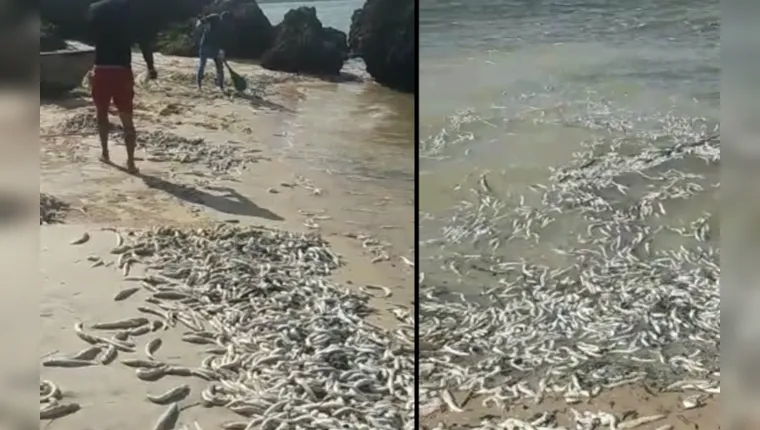 Imagem ilustrativa da notícia Mistério: centenas de peixes aparecem mortos no Marajó