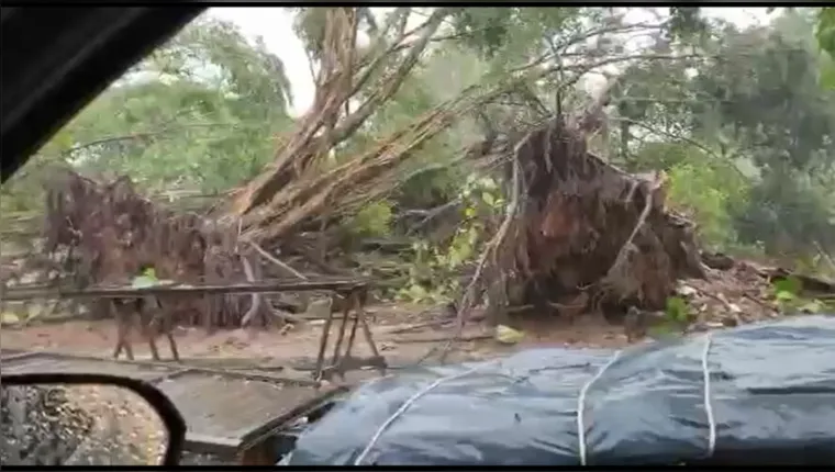 Imagem ilustrativa da notícia Vídeo: temporal causa destruição e derruba árvores em Belém