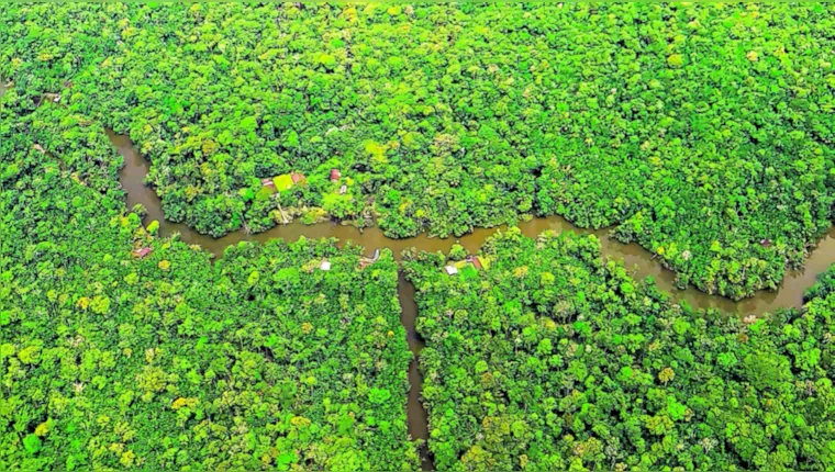 Imagem ilustrativa da notícia Pará apresenta ações na COP27 para preservação da Amazônia 