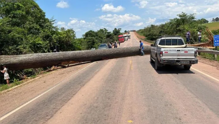 Imagem ilustrativa da notícia Golpistas derrubam árvore centenária e fecham BR-163 no Pará