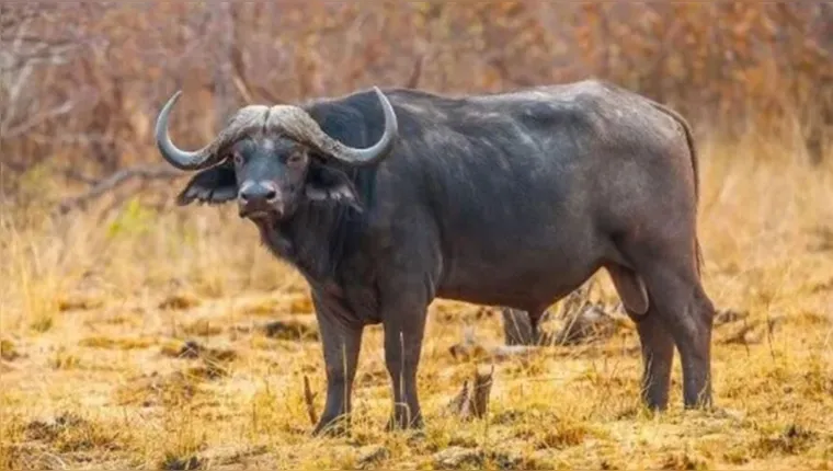 Imagem ilustrativa da notícia Caçador atira em búfalo e depois é morto pelo animal 