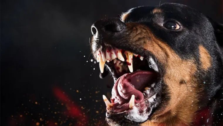 Imagem ilustrativa da notícia Mulher é morta em ataque dos próprios cães de estimação