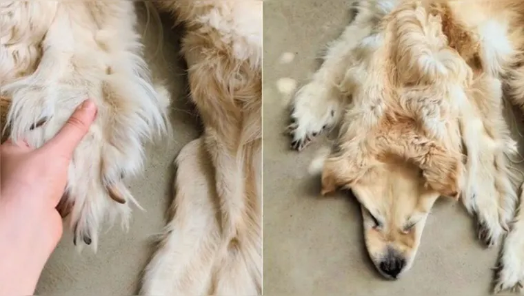 Imagem ilustrativa da notícia Cachorro morto é transformado em tapete na Austrália