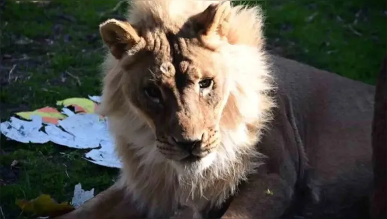 Imagem ilustrativa da notícia Zoológico do EUA tenta entender como leoa ganhou juba