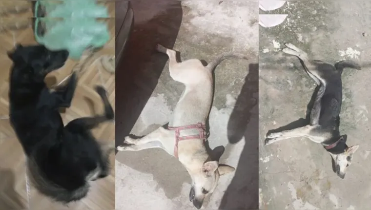 Imagem ilustrativa da notícia Veneno pode ter causado morte de cães e gatos em Ananindeua