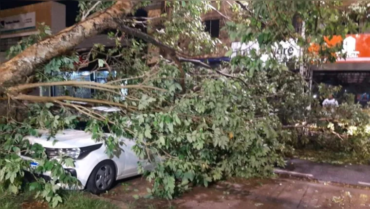 Imagem ilustrativa da notícia Vídeo: árvore cai e atinge dois carros em Belém