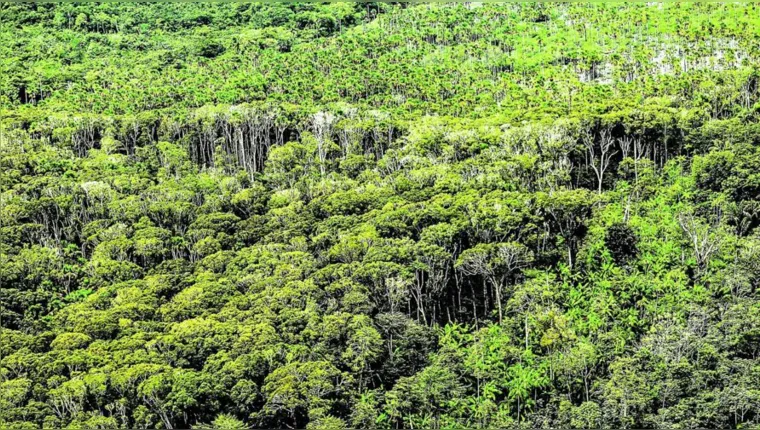Imagem ilustrativa da notícia Retorno do Fundo Amazônia vai garantir R$ 2, 5 bilhões