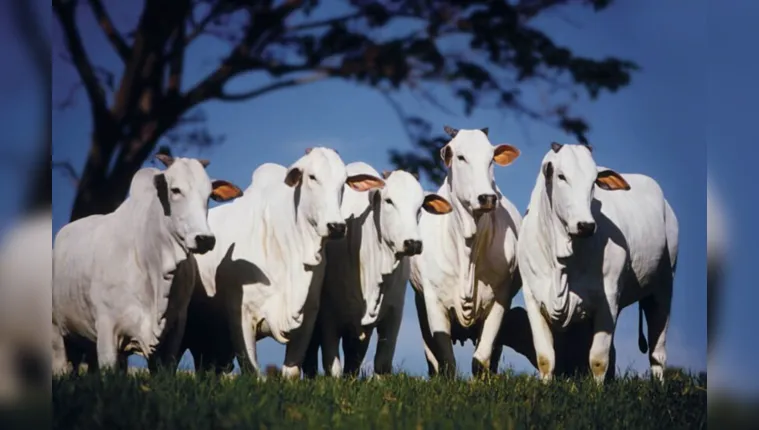 Imagem ilustrativa da notícia Campanha: gado terá 1 mês para ser vacinado no Brasil
