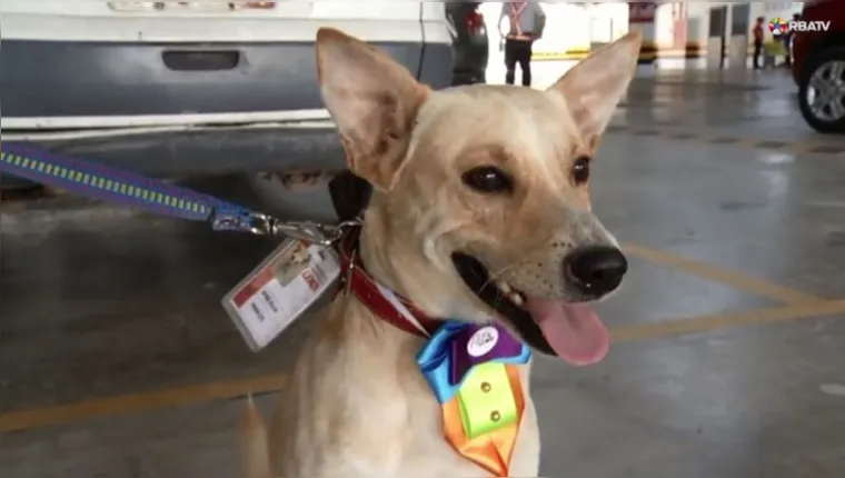 Imagem ilustrativa da notícia Vídeo:
cachorro é adotado e ganha “emprego" em supermercado