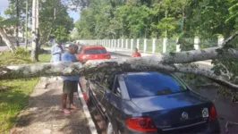 A árvore caiu em razão das rajadas de vento e a chuva, disse um morador. Não há informações sobre o estado de conservação do vegetal