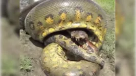 Imagem ilustrativa da notícia Vídeo: Cobra dá "wazari" em crocodilo durante briga. Veja