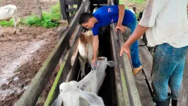 O índice de vacinação do rebanho ficou acima da meta da Organização Mundial de Saúde Animal