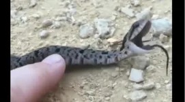 Imagem ilustrativa da notícia Dramática! Cobra se finge de morta após homem tocar nela