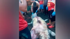 Caçacores capturaram o crocodilo neste sábado