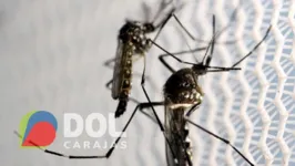 Ações simples podem ajudar no combate ao mosquito, principalmente, no quintal de casa