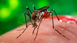 Este ano foram registrados 63 casos positivos de dengue e a maior incidência foi em São Félix Pioneiro, Folha 1, bairros da Infraero e Bela Vista