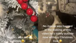 Mulher encontrou um rato escondido na árvore de Natal.
