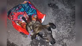 Imagem ilustrativa da notícia Vídeo: crimes contra animais são registrados na Grande Belém