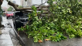 Imagem ilustrativa da notícia Galho de árvore cai e danifica carros em Belém