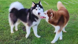 Thor e Luna, desfrutando de uma tarde, na capital paraense