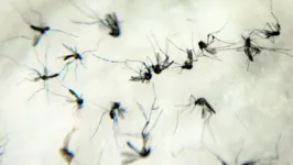 Entre todos os participantes, alguns já tinham sido infectados pelo vírus que causa a dengue e é transmitido pelo Aedes aegypti