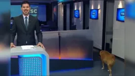 Imagem ilustrativa da notícia Cão invade estúdio de jornal durante transmissão ao vivo