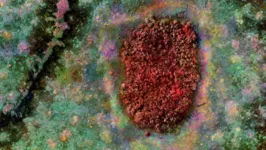 Uma ilha de floresta (vermelha) em meio ao desmatamento (verde) em imagem aérea do fotógrafo irlandês Richard Mosse na Amazônia; imagem integra o livro 'Broken Spectre' (2022)