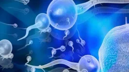 Imagem ilustrativa da notícia Pesquisa: quantidade de espermatozoides pode estar em queda